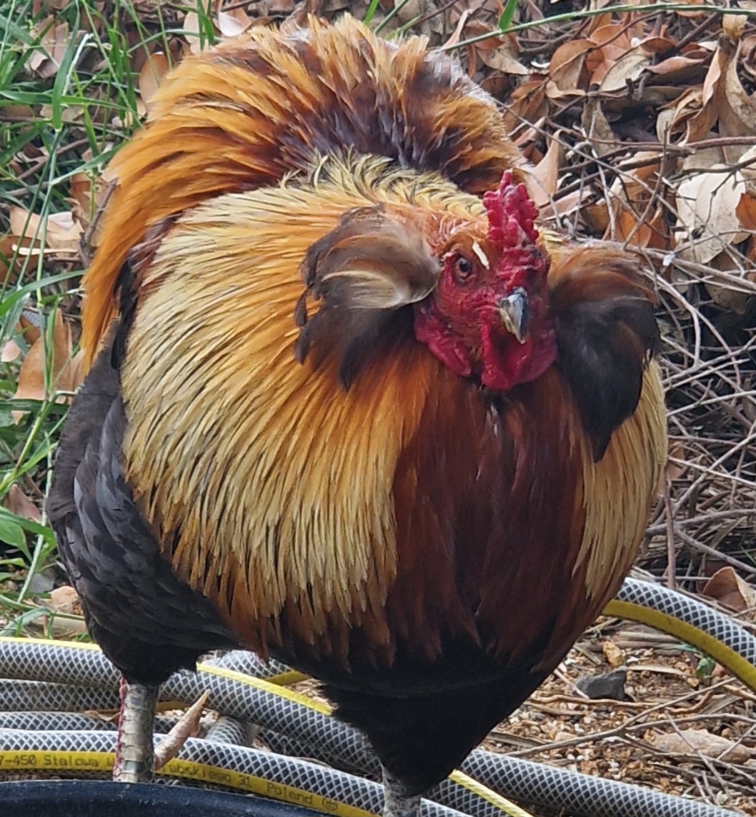 Nos poules